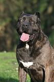 CANE CORSO 1426